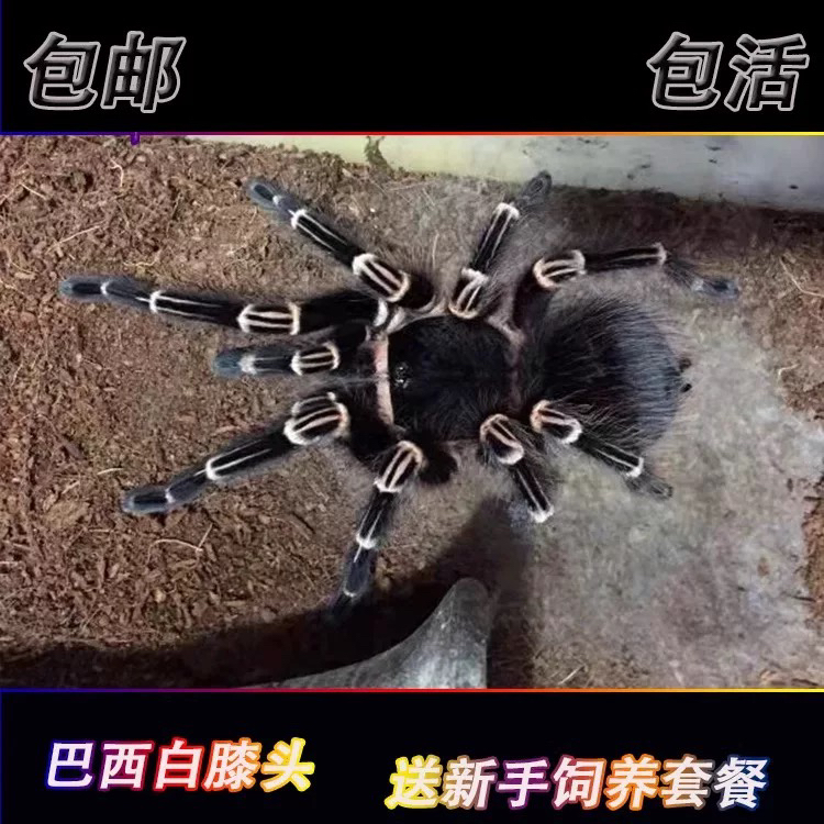 巴西白膝头1-20厘米发色成体可达20厘米大体型蜘蛛宠物蜘蛛