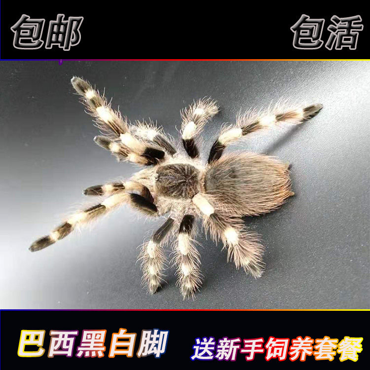 巴西黑白脚 2~10cm蜘蛛活体 饲养宠物蜘蛛 新手温驯 超大