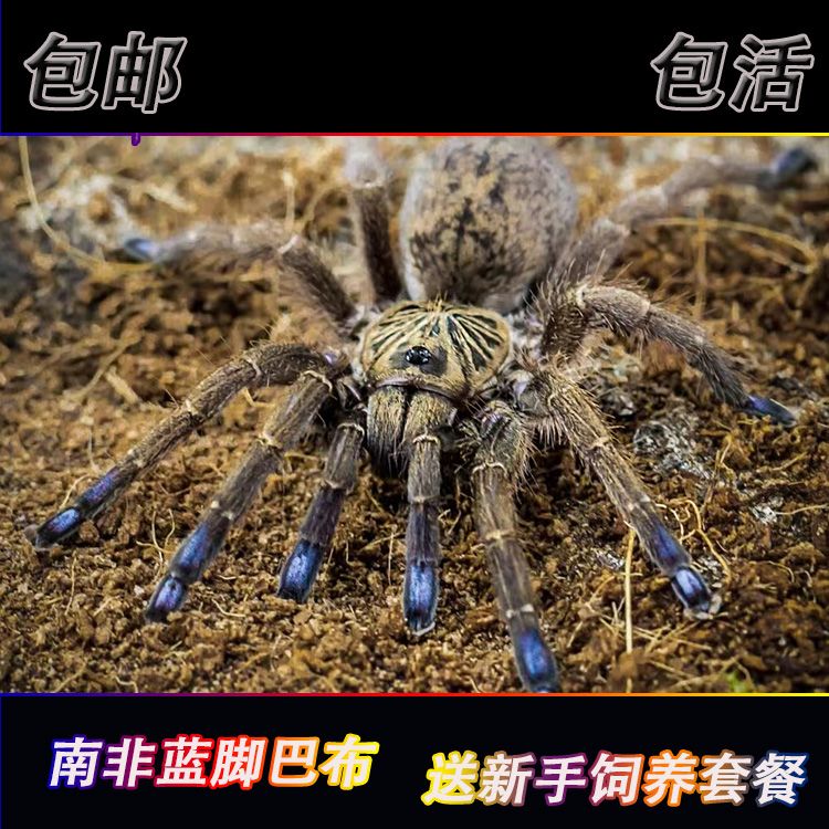 经典品种南非蓝脚巴布 im 1.5厘米苗子 会做活门的小型