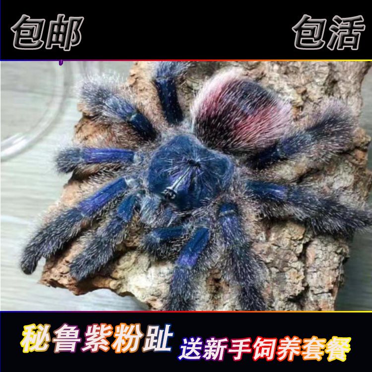 秘鲁紫粉趾大型温顺好养紫色粉趾新手推荐3CM宠物蜘蛛可上手