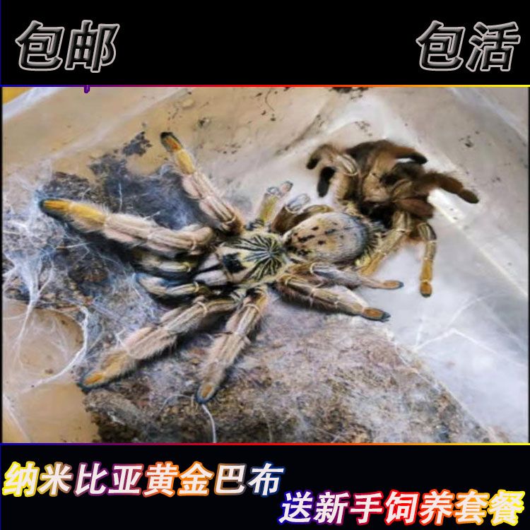纳米比亚黄金巴布3-15厘米幼体稀有高端巴布活体宠物蜘蛛
