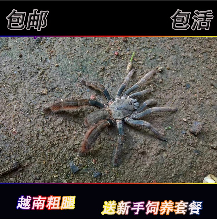 越南粗腿东南亚-粗腿蜘蛛宠物1.5厘米母好养粗壮后腿地老虎穴居