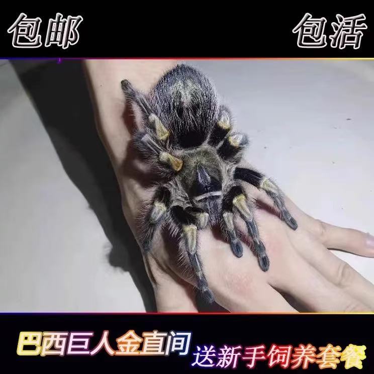 巴西巨人金直间蜘蛛1-15CM观赏宠物蜘蛛活体温顺好养新奇宠物异宠