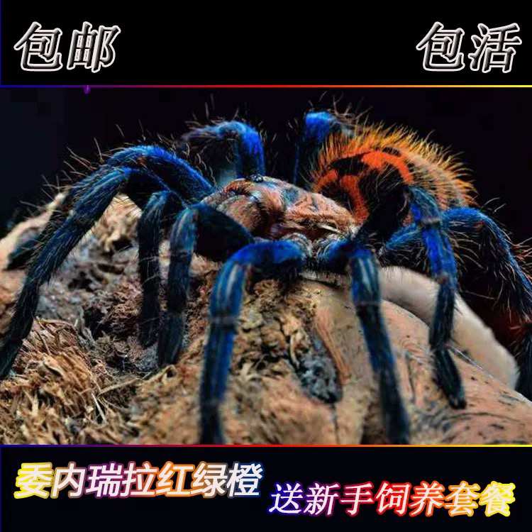 委内瑞拉红绿橙蜘蛛新手入门级 宠物活体宠物蜘蛛养色彩艳丽