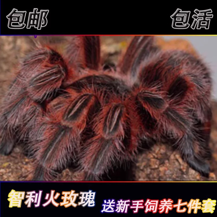 新手入门好养智利火玫瑰1-16厘米温顺蜘蛛宠物活体