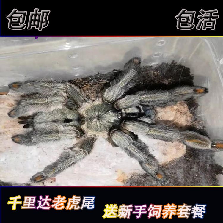 千里达老虎尾足展10-12厘米宠物蜘蛛与委内瑞拉