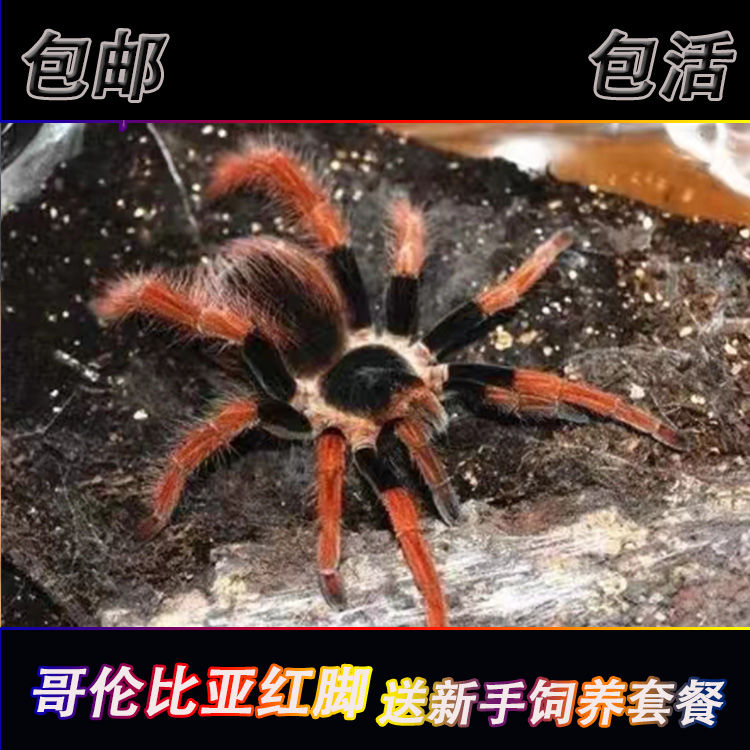 Mr哥伦比亚红脚足展2-10厘米大型地栖宠物蜘蛛活体红色系高端品种