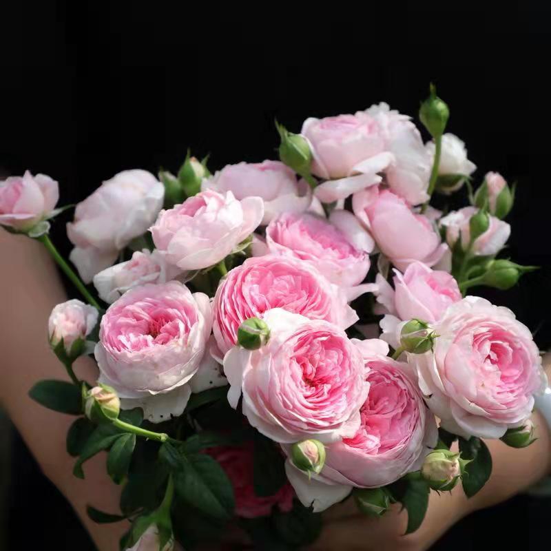 【顺丰快递】我的心  爬藤月季爆花品种1.5米左右大苗藤本月季