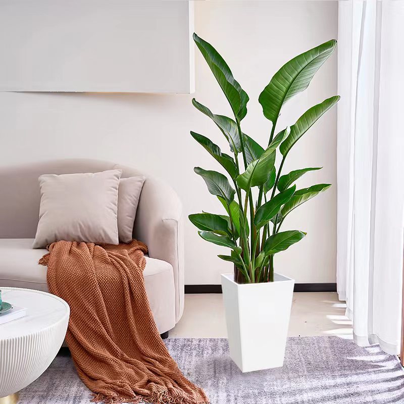 天堂鸟室内客厅大型绿植办公室大叶植物花卉网红绿植去甲醛新房