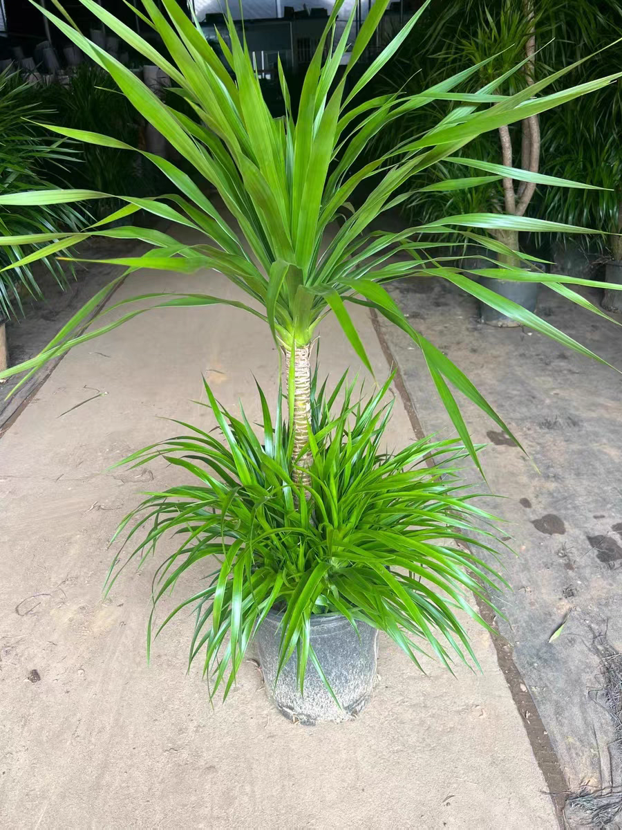 双层龙血树客厅绿植盆栽室内大型老桩绿植净化空气客厅简约时尚款