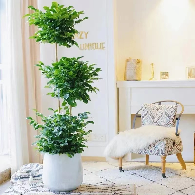 多层幸福树客厅盆栽大型绿植室内旺宅平安树办公室阳台落地植物