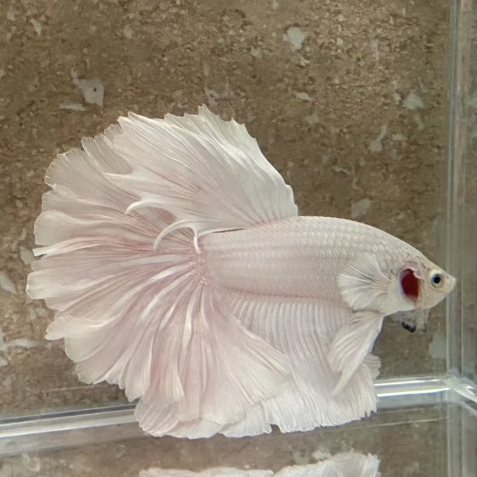 E16（361-384）泰国斗鱼小型热带观赏鱼（直播间选鱼）