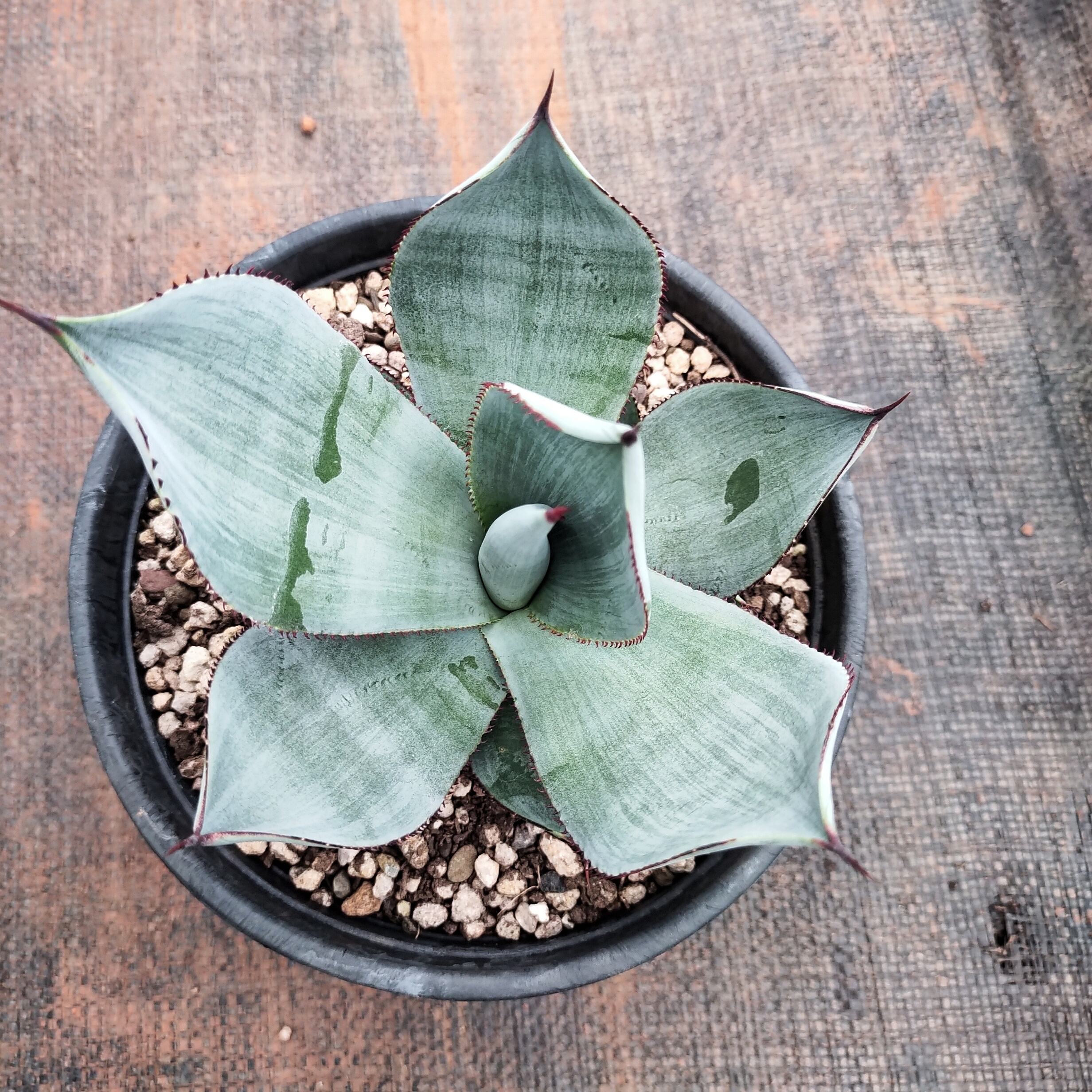 白狐/诺娃龙舌兰15cm  沙生植物多肉植物