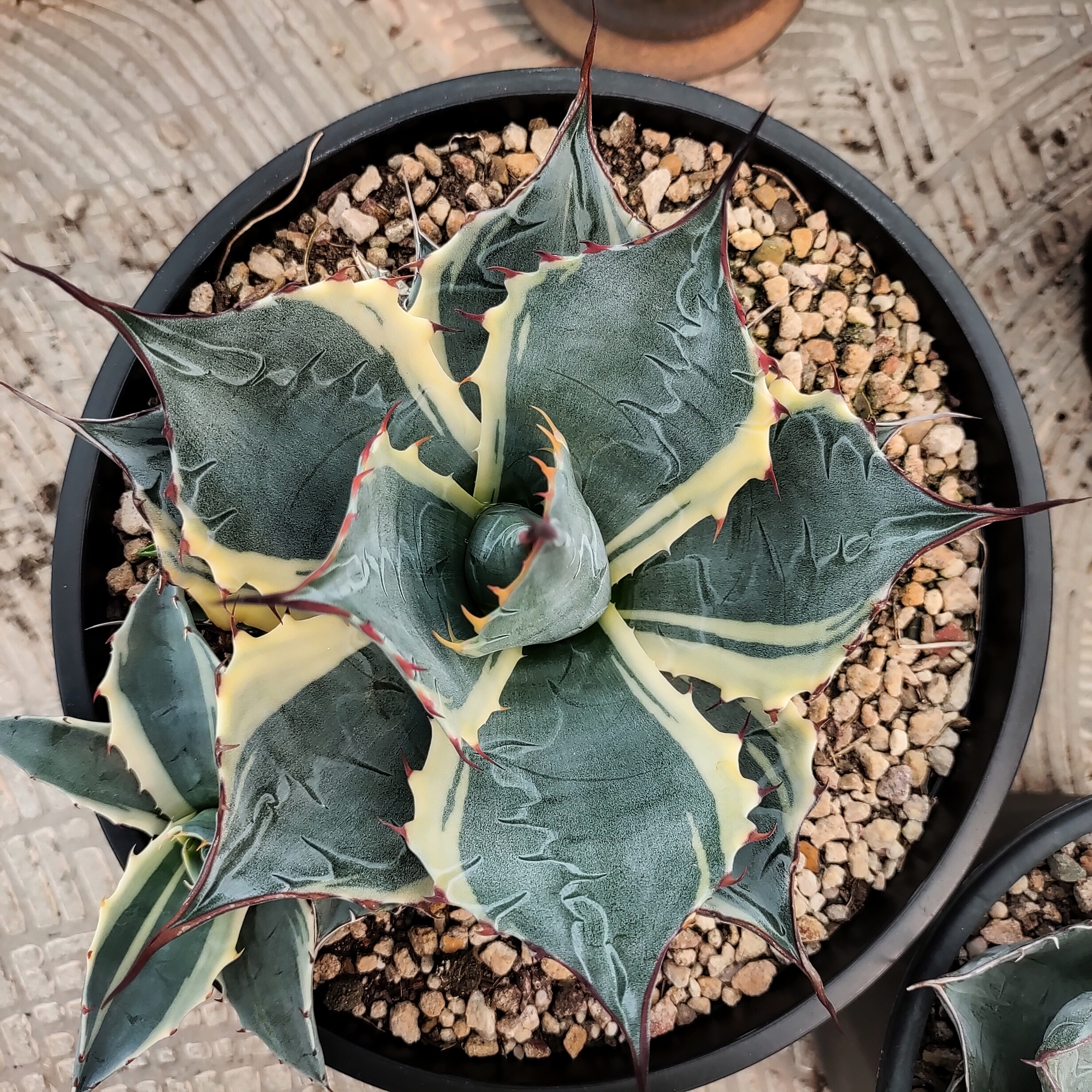 赖光覆轮锦龙舌兰稀有耐旱16cm  沙生植物多肉植物