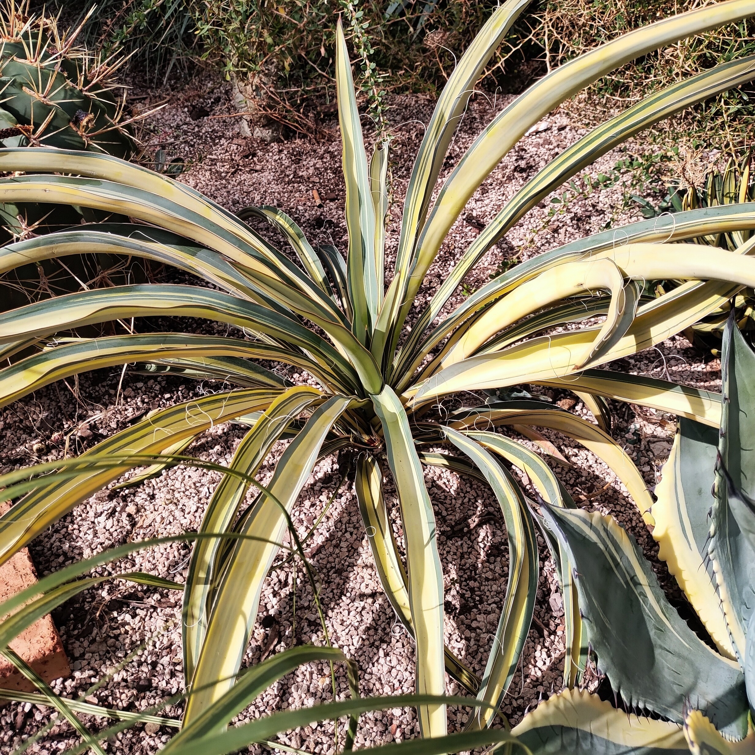 乱雪丝兰锦香蕉丝兰60cm  稀有沙生植物多肉植物