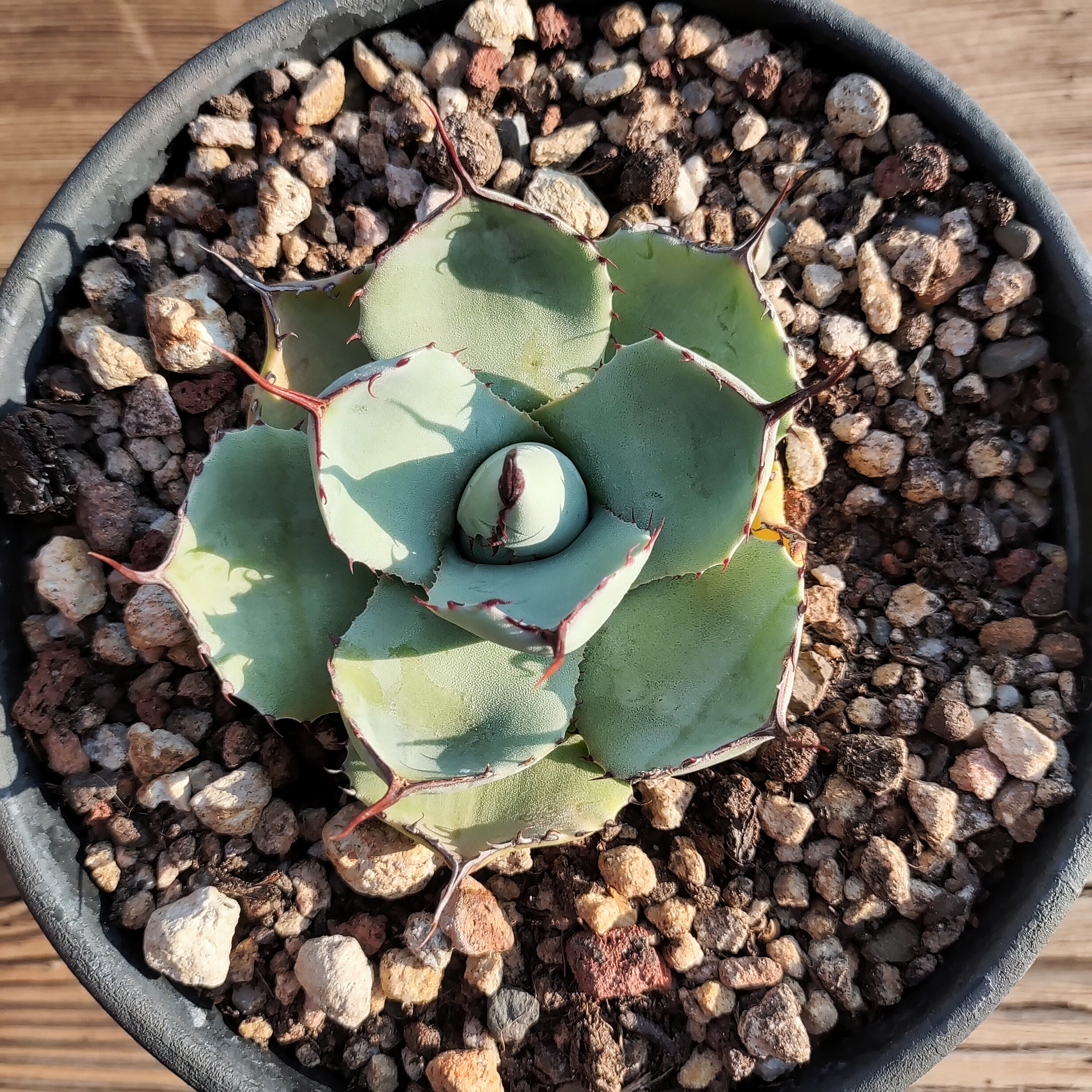 【龙球荟】姬福克斯龙舌兰优选12cm  稀有沙生植物多肉植物