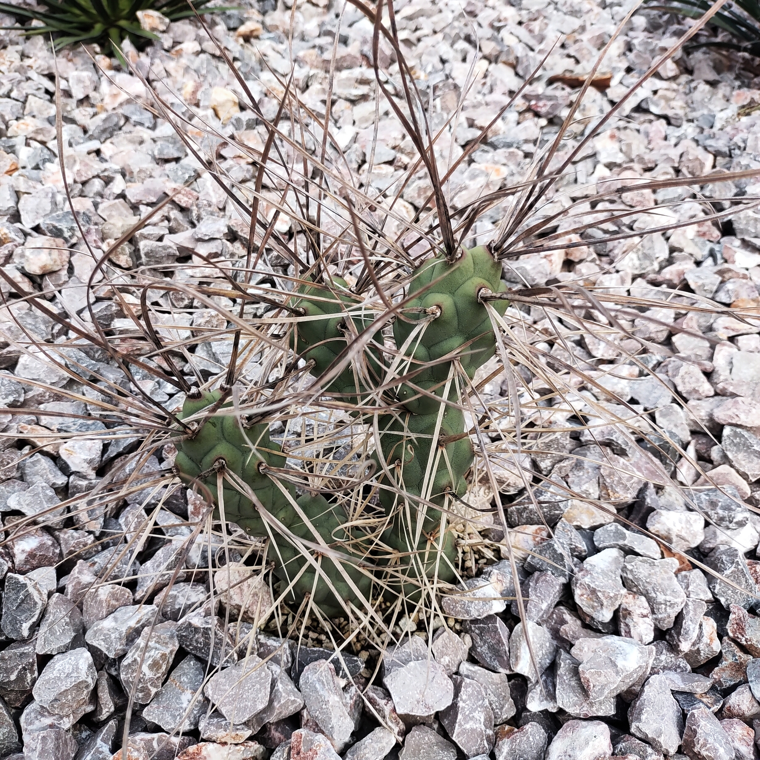 枪骑兵球节团扇仙人掌25cm  沙生植物多肉植物
