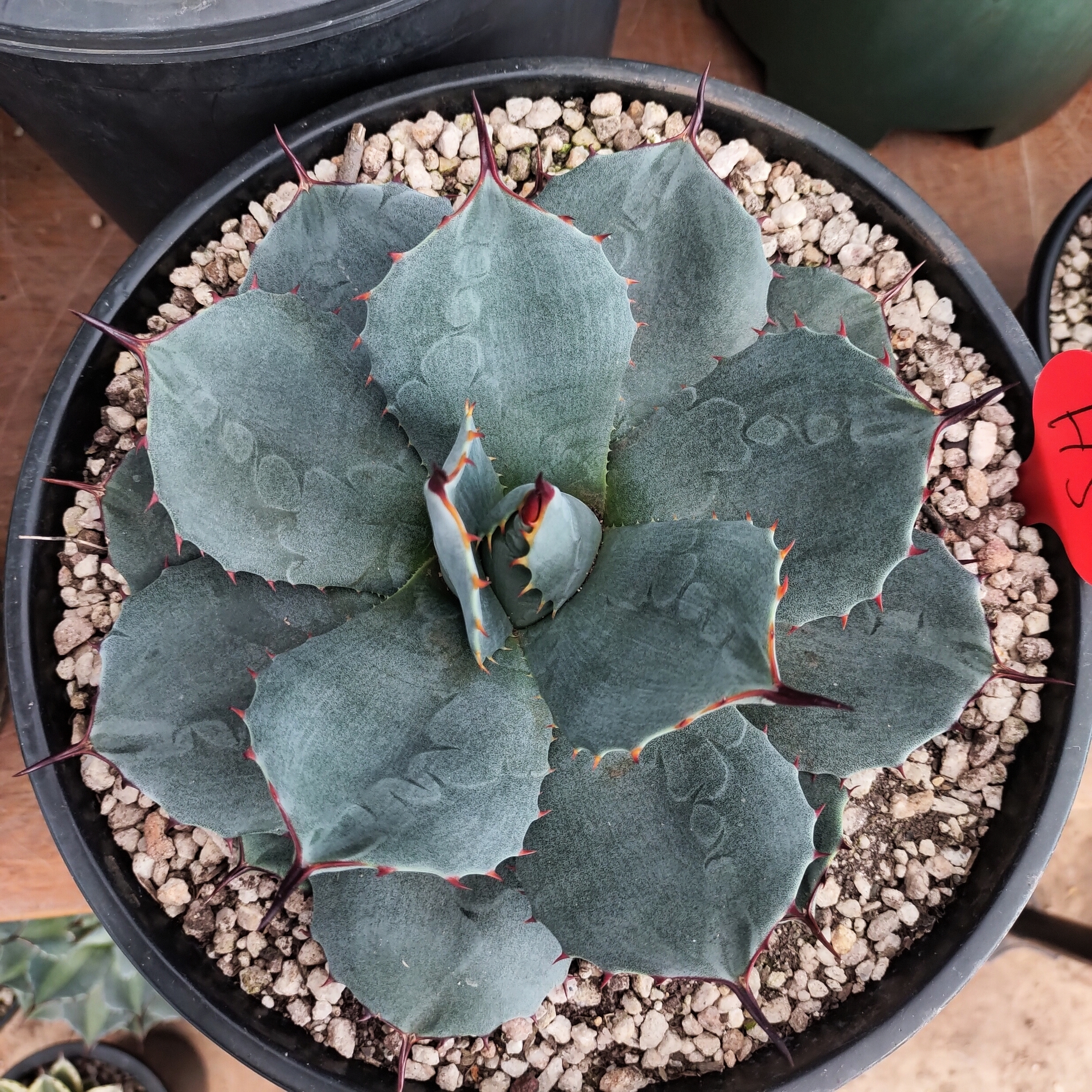 【龙球荟】高级灰虚空藏优选龙舌兰耐寒22cm  沙生植物多肉植物