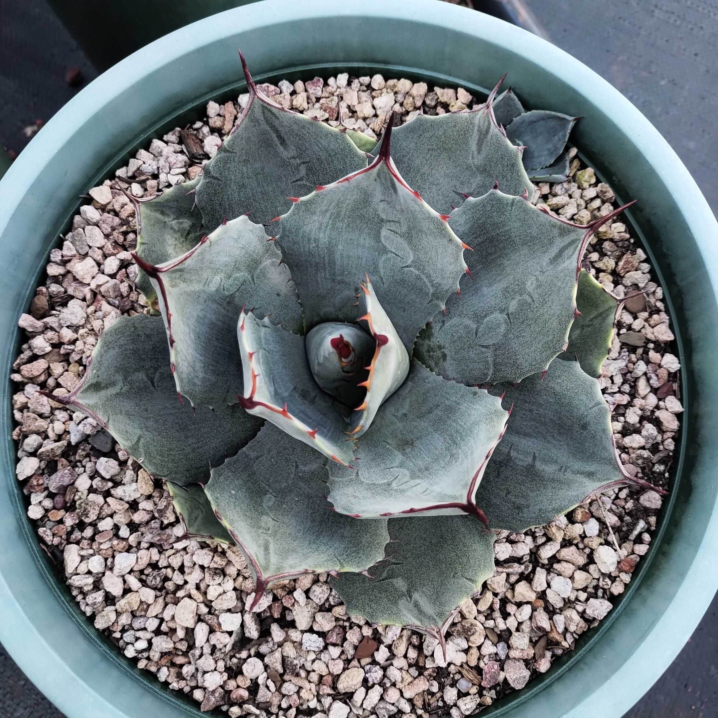 【龙球荟】高级灰虚空藏龙舌兰耐寒18cm  沙生植物多肉植物