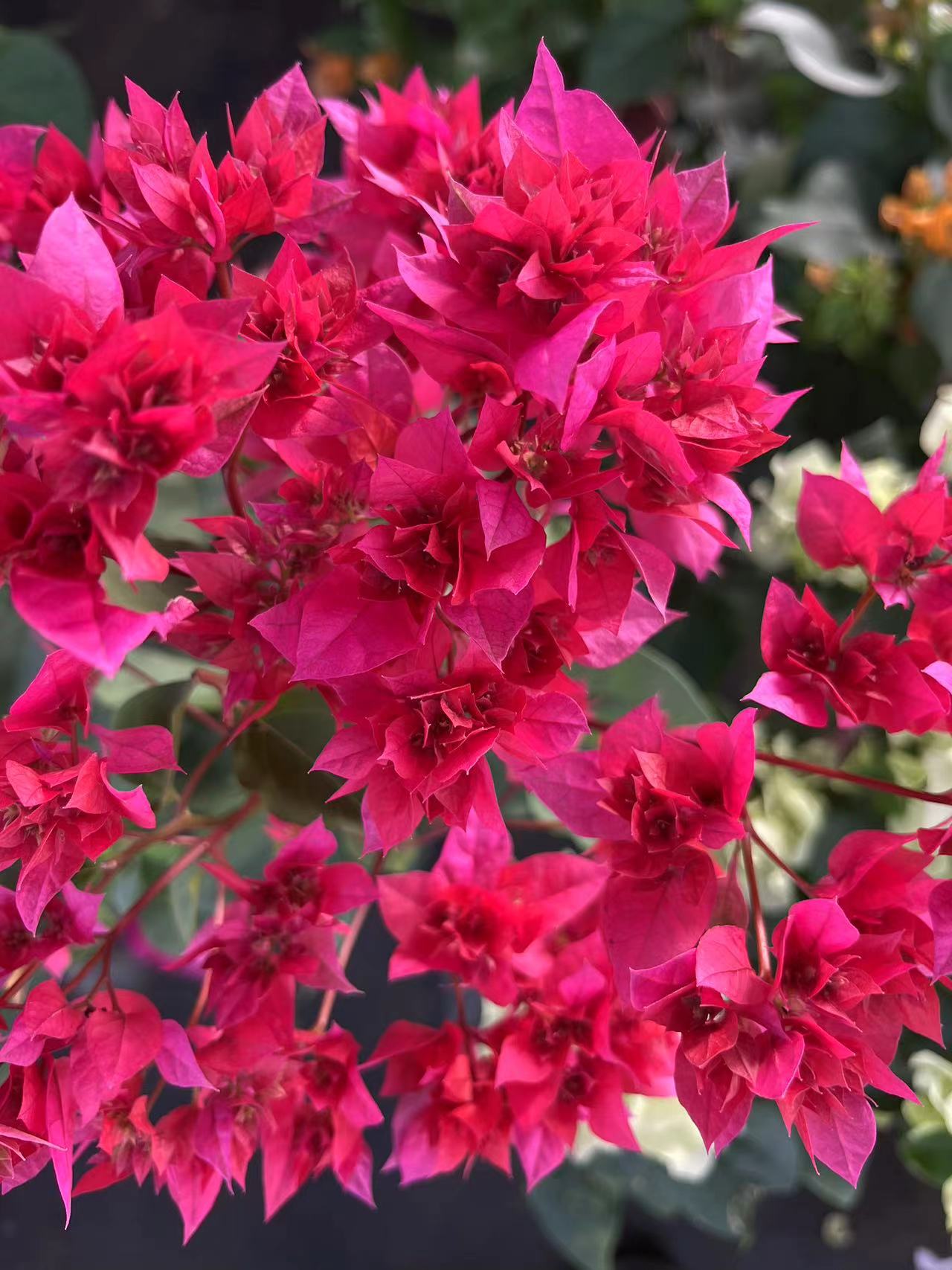 【重瓣红】三角梅盆栽爬藤植物四季花基地美丽土壤绿植原盆土带花发