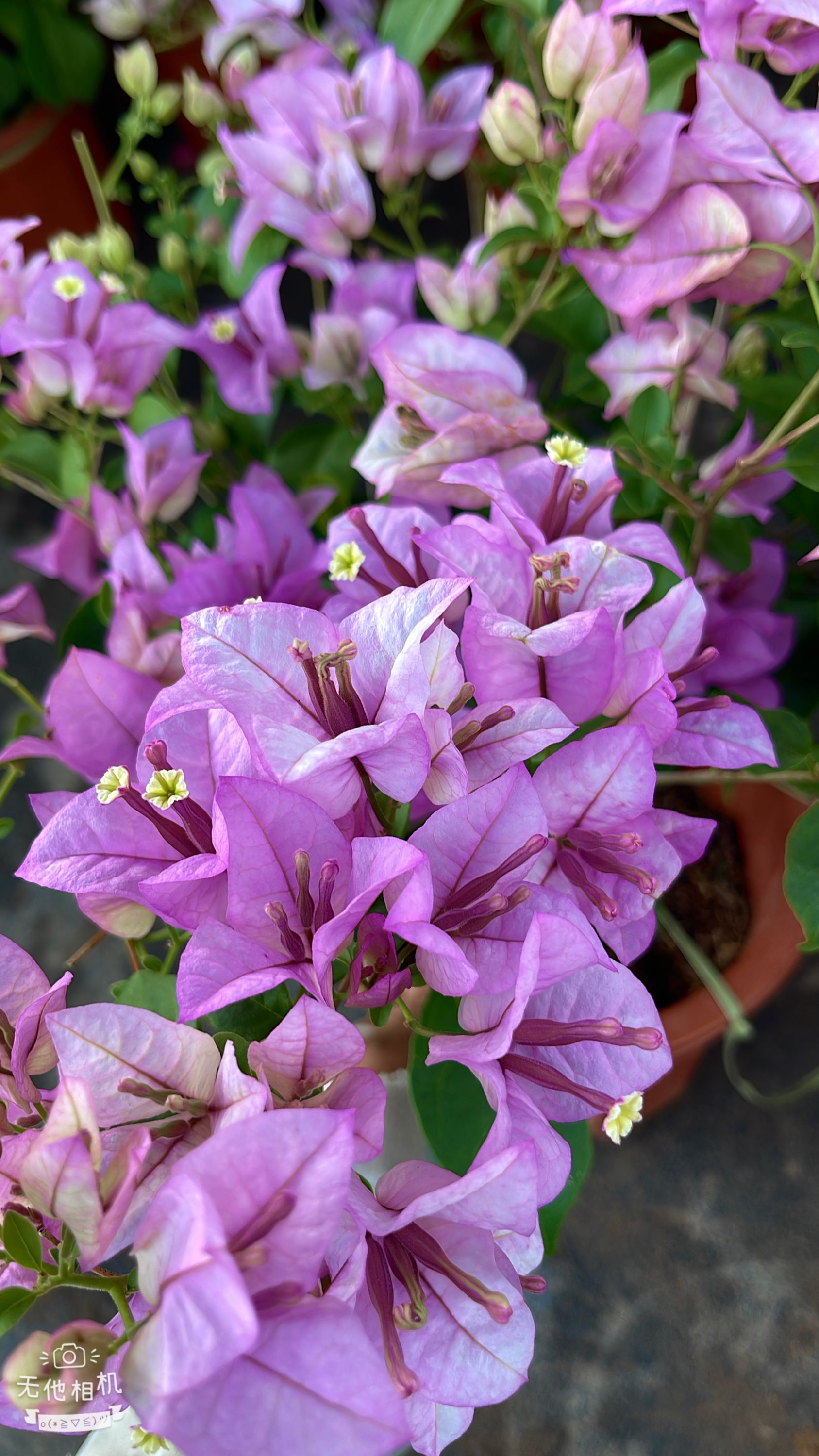 【雪紫】三角梅盆栽爬藤植物四季基地美丽土壤绿植原盆土带花发