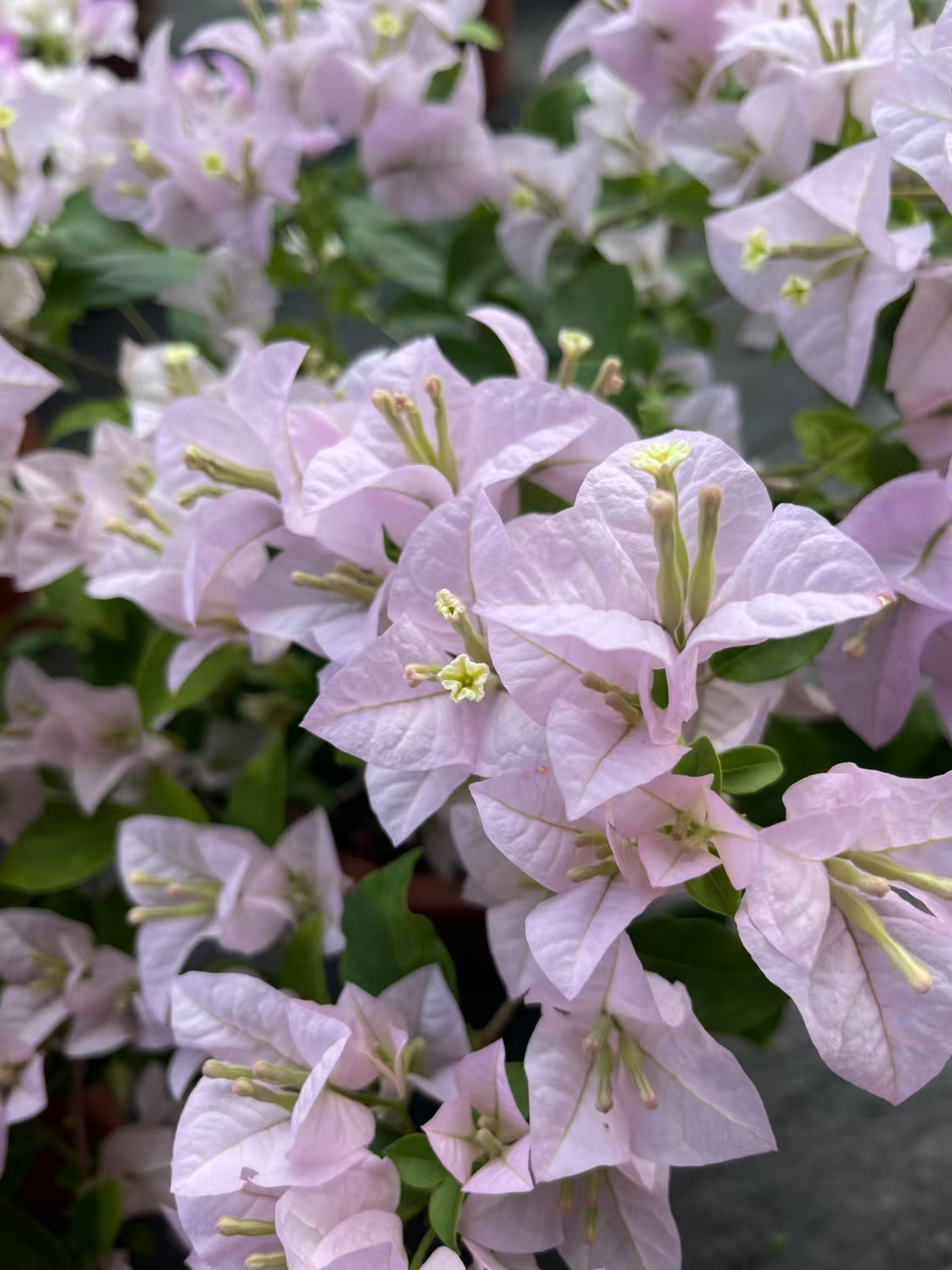 【苹果花】三角梅盆栽爬藤植物四季基地美丽土壤绿植原盆土带花发