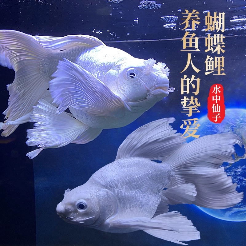 直播间一物一拍精品蝴蝶鲤包邮