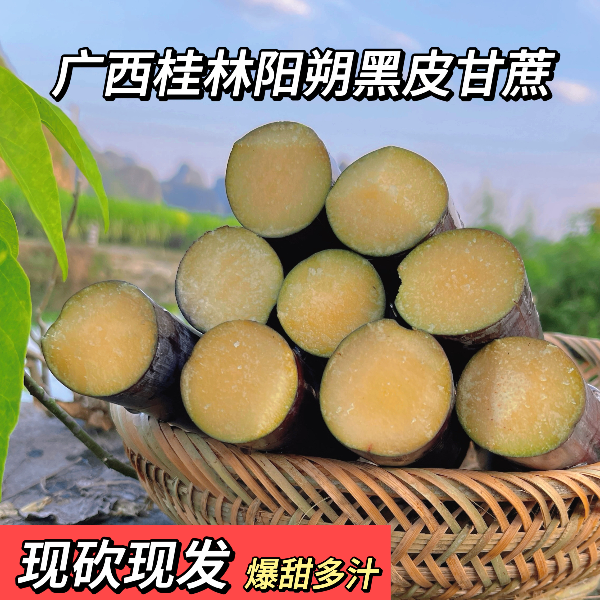 广西阳朔黑皮甘蔗 松软可口 蜜甜多汁 脆而不硬鲜榨