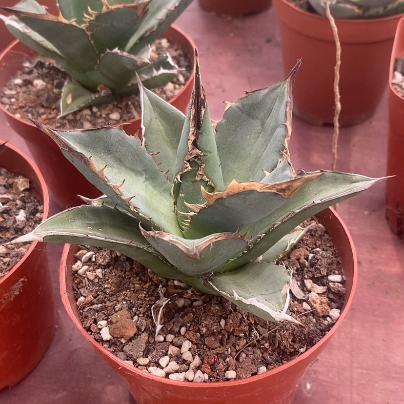 【闪购商品】小岛白刺