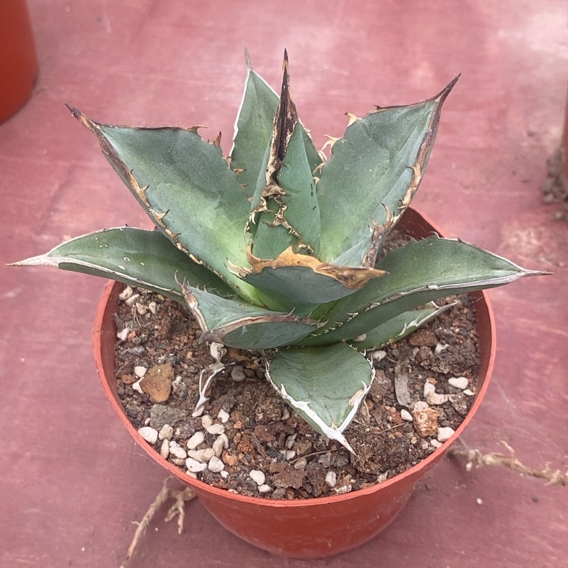 【闪购商品】小岛白刺12