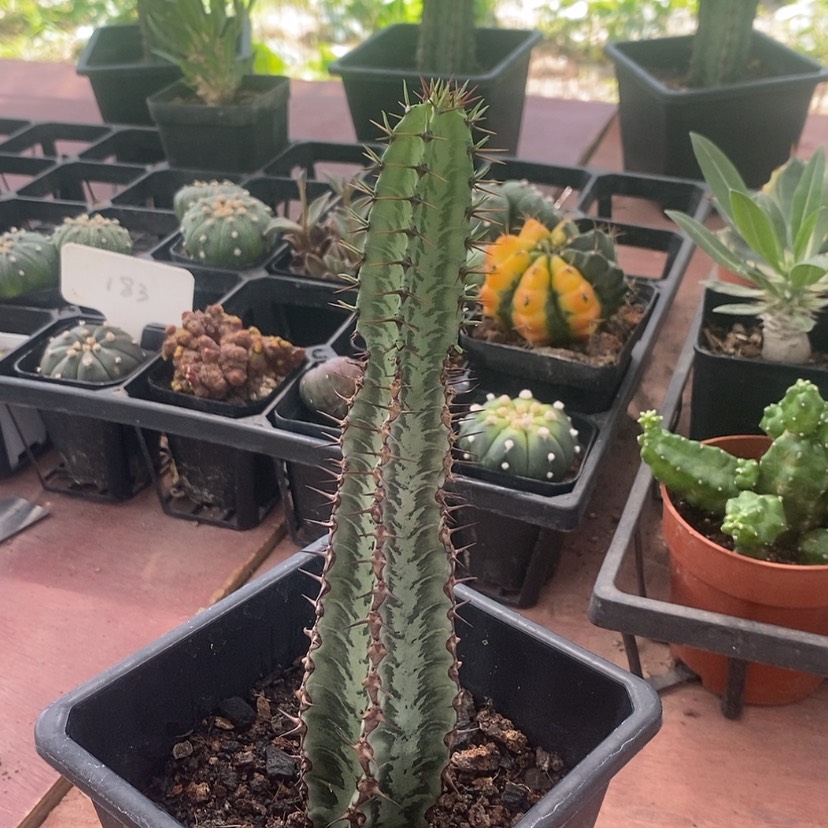【闪购商品】斑马麒麟4