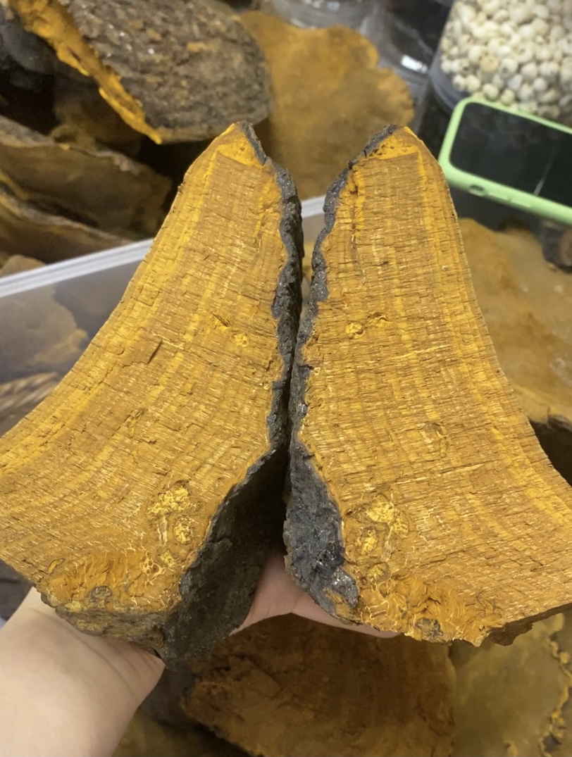 ［西藏收货］西藏波密桑树桑黄黄灵芝 瑕疵款切片