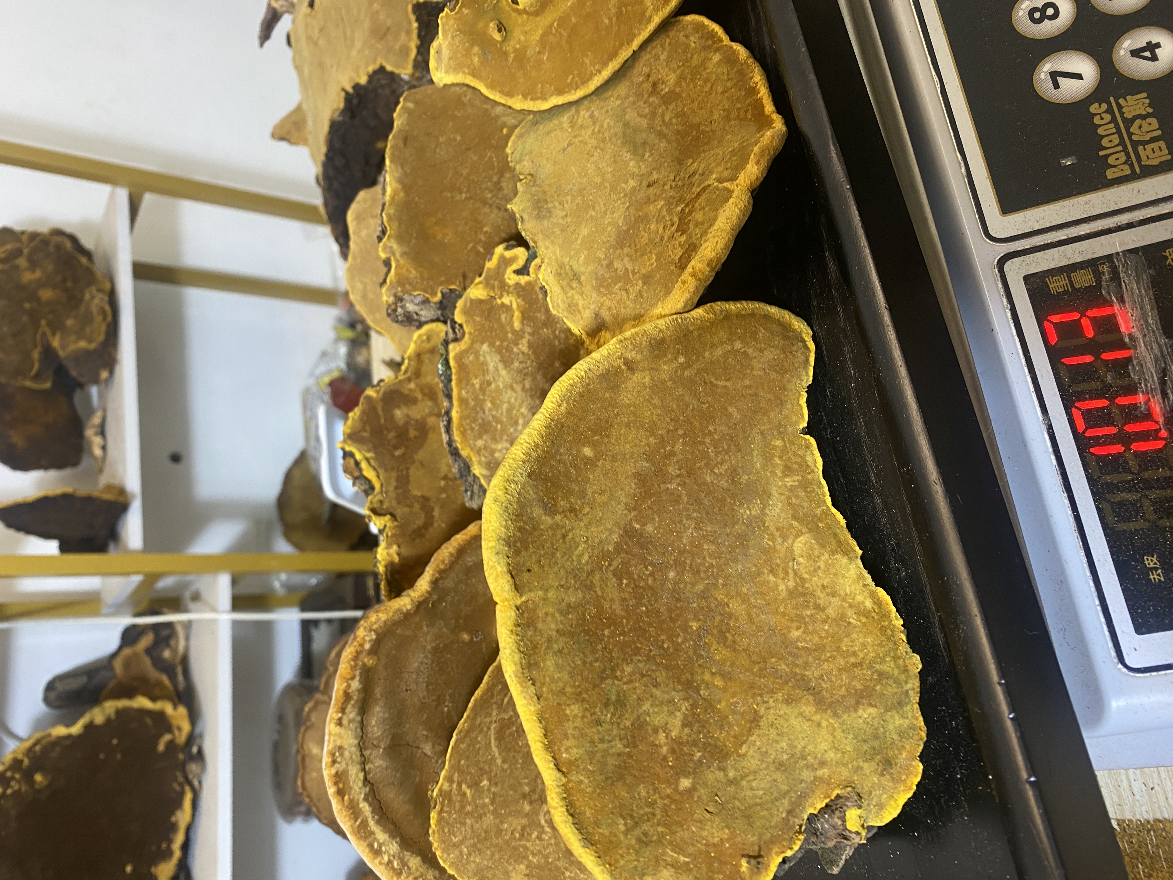 正宗西藏桑树金边桑树桑黄西藏桑黄参