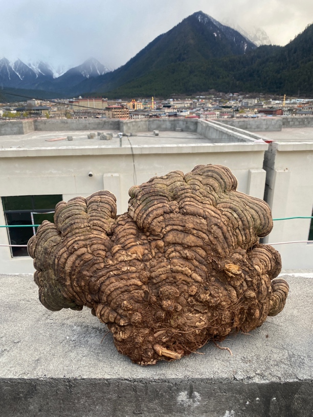 ［西藏收货］西藏山货平盖灵芝（拼单链接1）