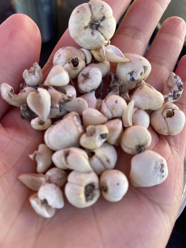 【西藏收货】西藏山货藏贝母 