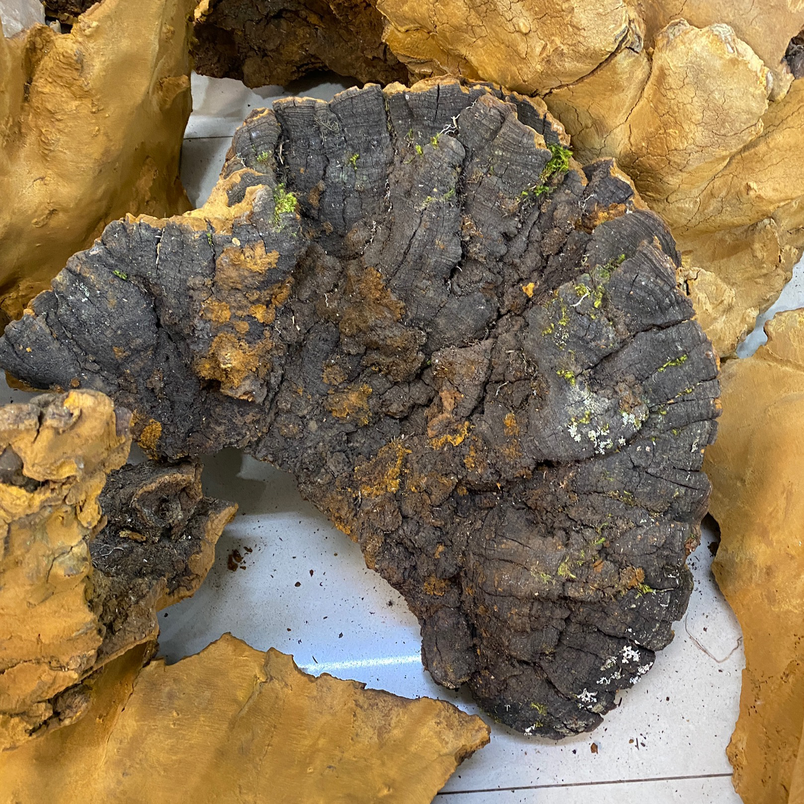 【西藏收货】西藏山货松针层孔菌灵芝  拼单链接