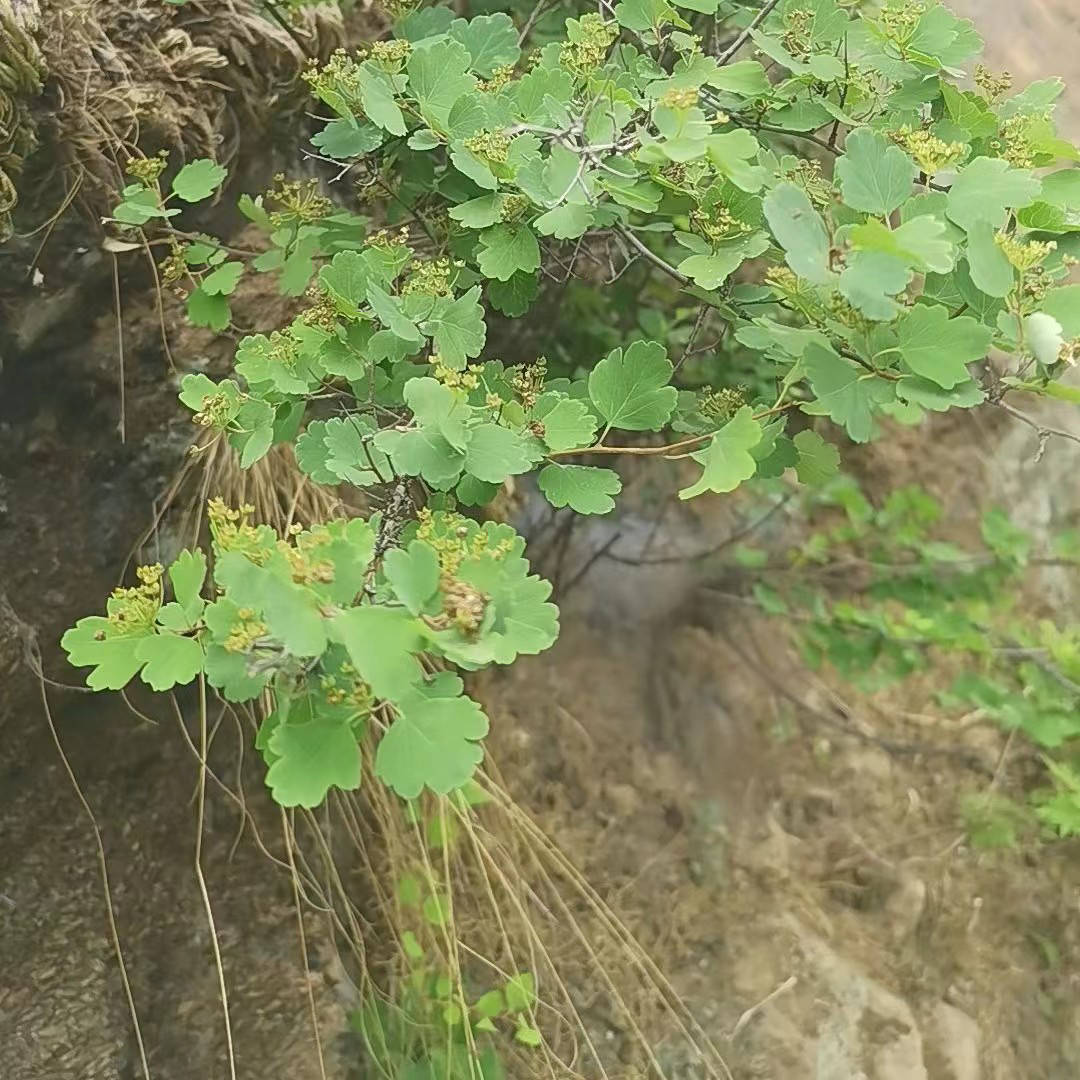 三裂秀线菊绣线菊，盆景秀线菊，团叶秀线黄栌菊盐肤木