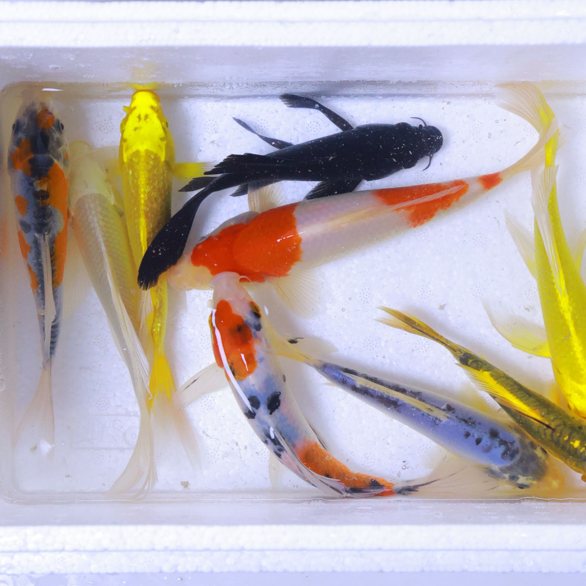 【锦鲤全家福】10-12cm冷水鱼包邮