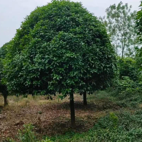 桂花树  大树  八月老金桂