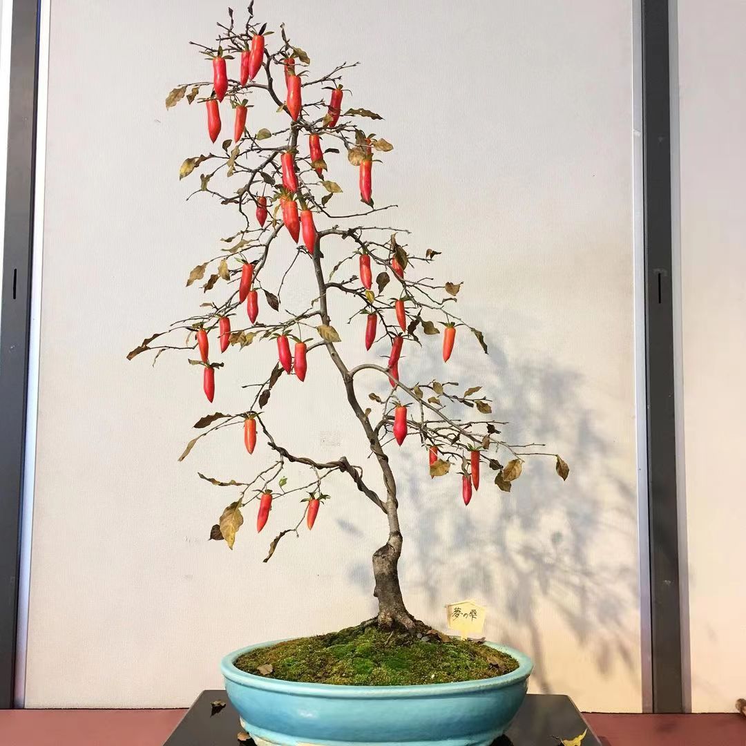 老鸦柿盆栽植物【一物一拍截图为准】