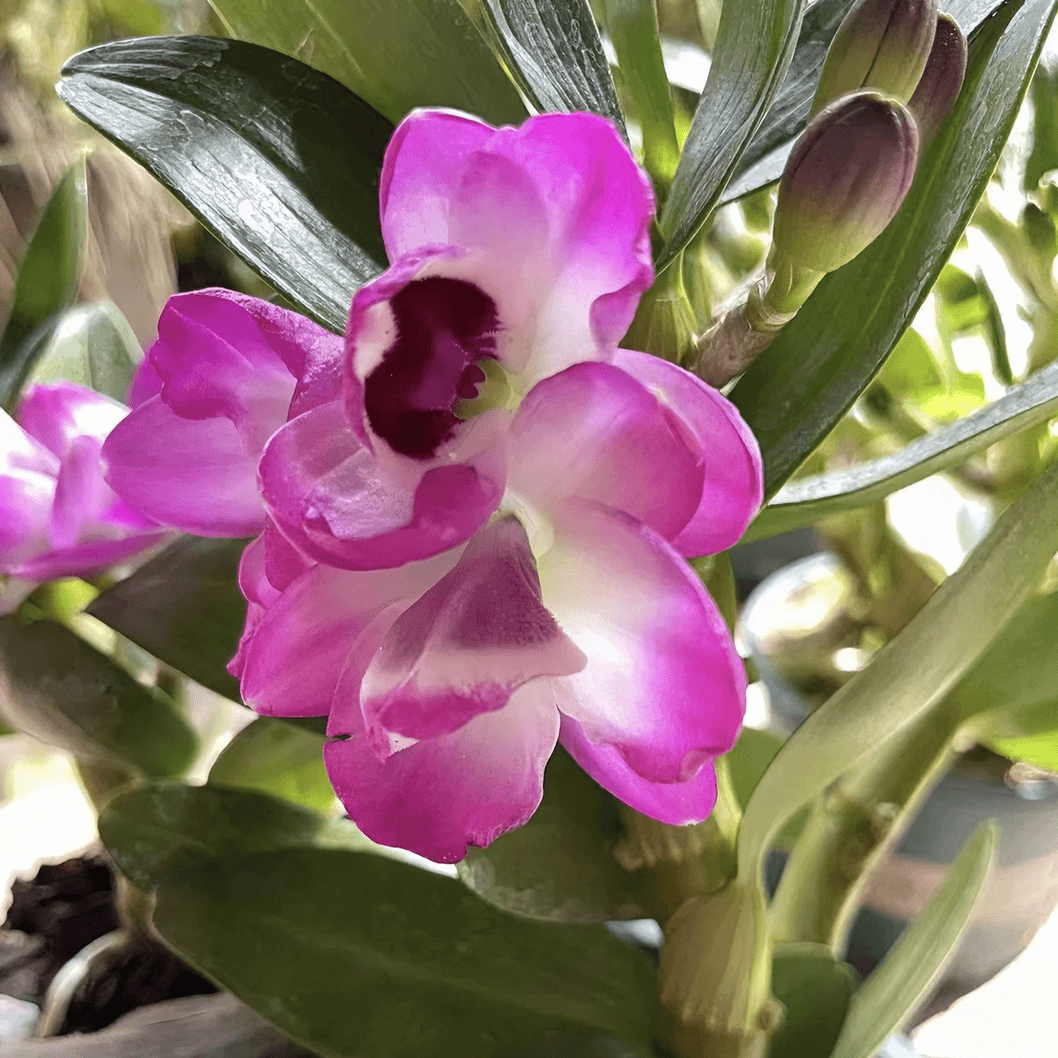 春石斛(蒙娜 丽莎)花量大苗情好开花好看又高级