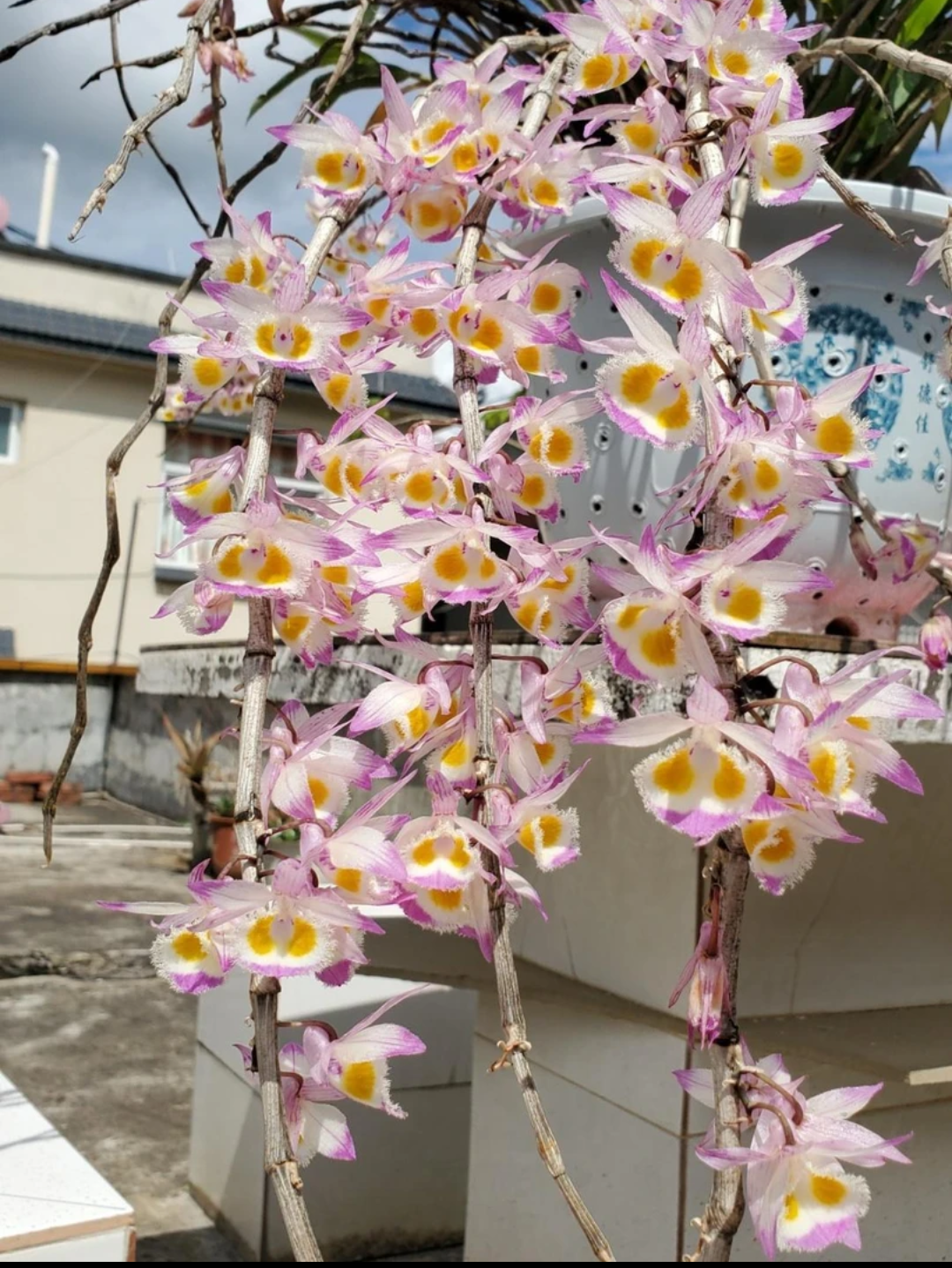 紫皮石斛花 （花期长，可食用）