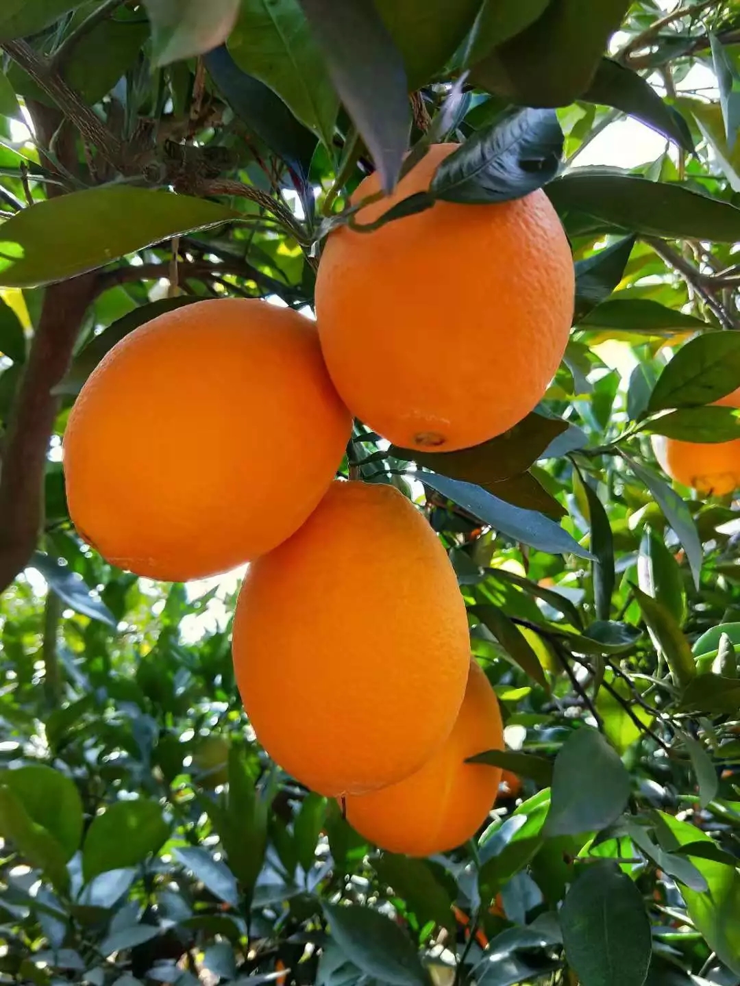 【阿哲】纽荷尔脐橙攀枝花红格新鲜水果脆甜化渣生态健康十斤好口碑