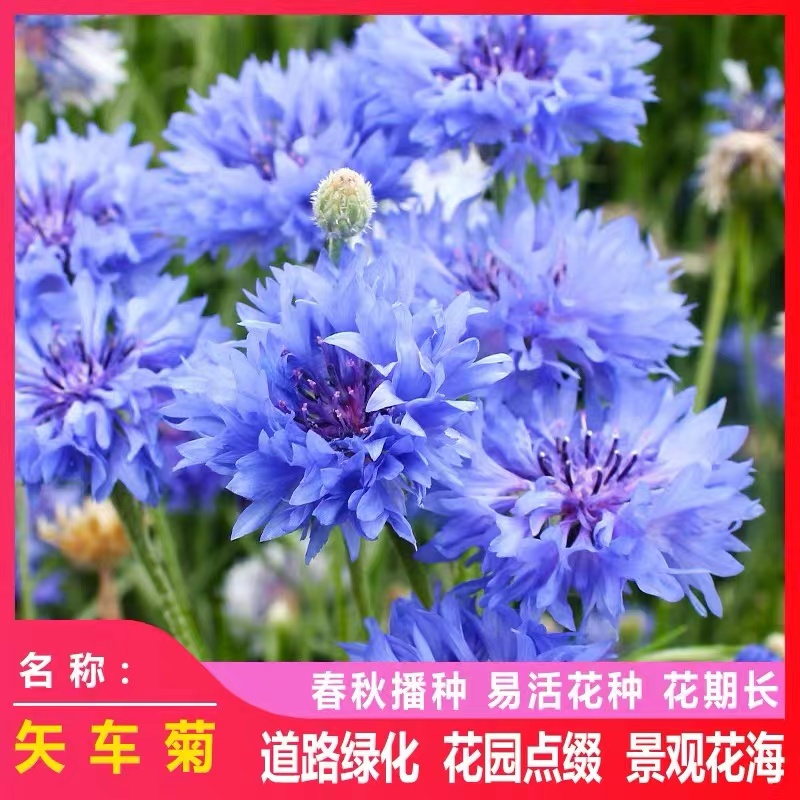 混色矢车菊花种籽子四季播种开花庭院景观花海景区花卉种子易种活