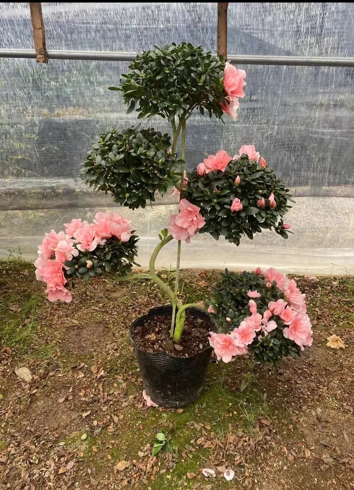 小桃红游龙造型杜鹃花五层六层带花苞精品高端大气上档次结婚开业