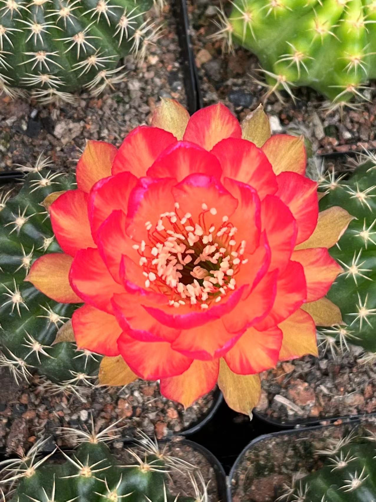 实生开花仙人球 各种丽花后代随机发货不带花苞凭手气