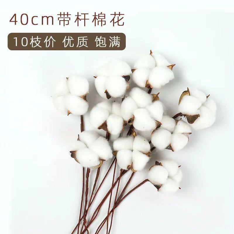 永生棉花圣诞装饰材料干花DIY花束木棉花插花拍照道具