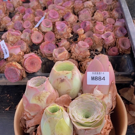884一筐多品种小批量
