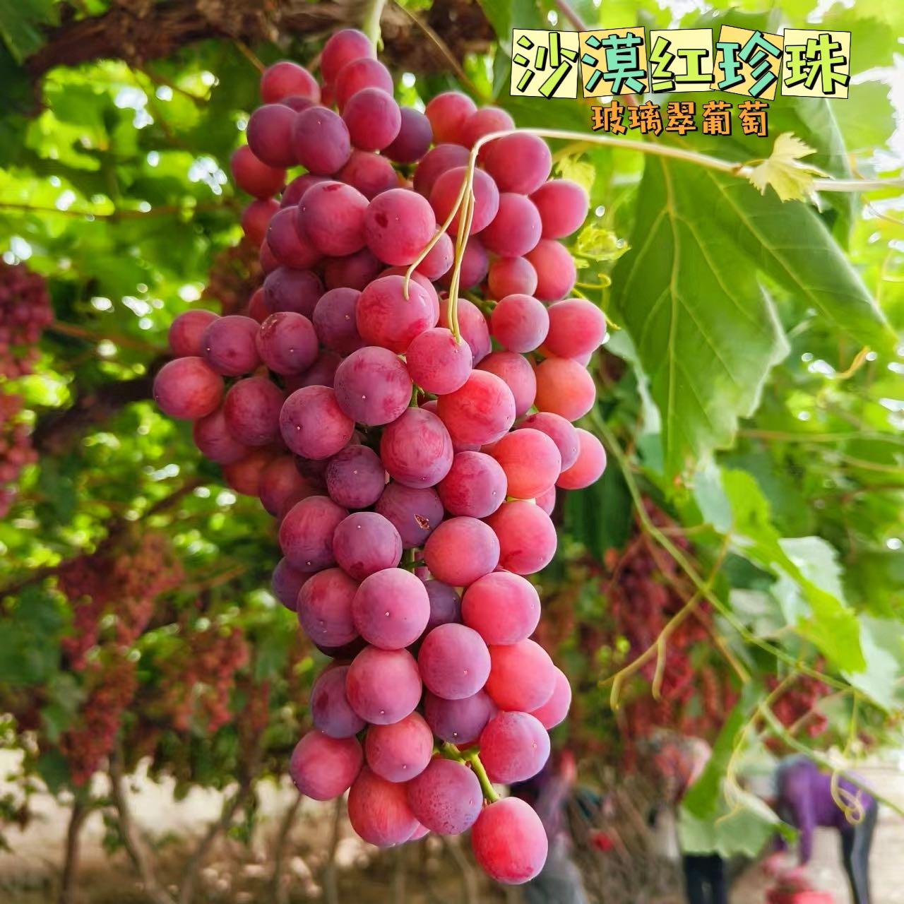 新疆吐鲁番葡萄火焰玻璃脆红提脆甜无核无籽当季新鲜水果净重4斤