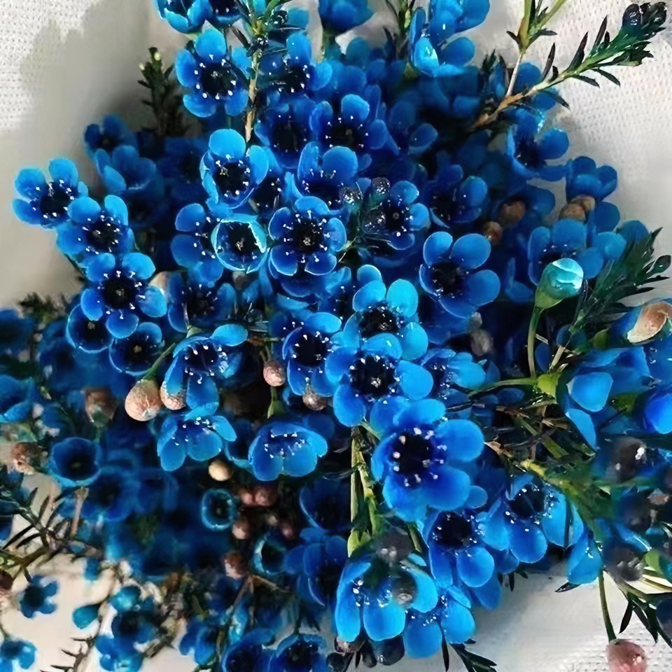 澳洲精选鲜花插花水培干花基地直发真花水养客厅年宵摆设花卉批发